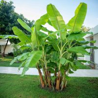 COld-Hardy-Banana-1