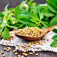 fenugreek-shk-1